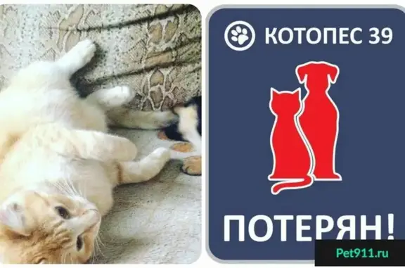 Пропала кошка в Калининграде #ПОТЕРЯН_КОТОПЕС39