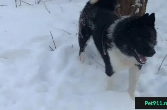 Пропала собака в г. Кохма, Русско-Европейская лайка 