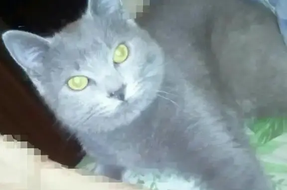 Пропал русско-голубой кот в Смоленске