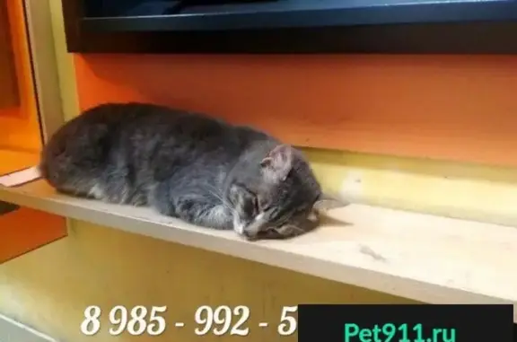 Найден котик в Подольске
