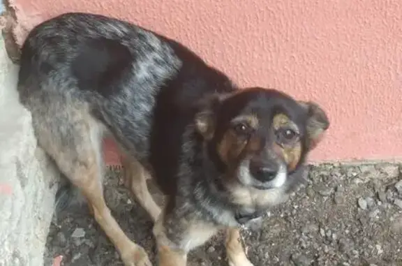 Найдена агрессивная трехцветная собака в Щёлковском районе