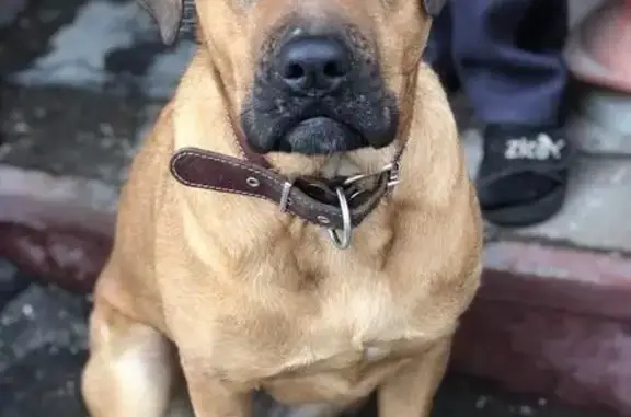 Найдена собака в Москве, Гагаринский район, ЮЗАО