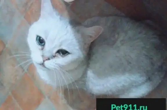 Найден британский кот в СПб и ЛО