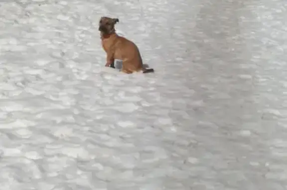 Потерянная собака на улице Победы, Екатеринбург