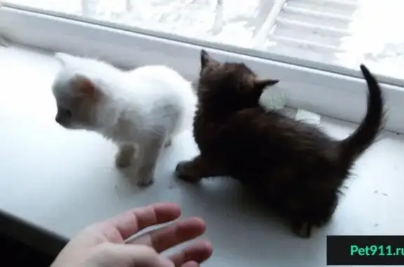 Найдены котята на ул. Трудовая (Иркутск) - нужна помощь!