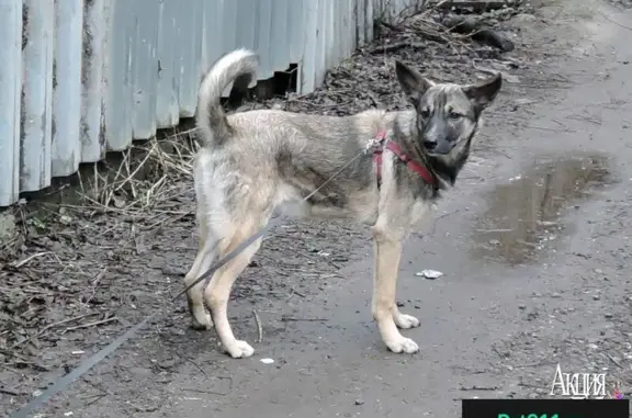Найден классный собакин в Москве, ищет дом! #АКЦИЯ_ДОБРА #ищет_дом_Собака_Москва
