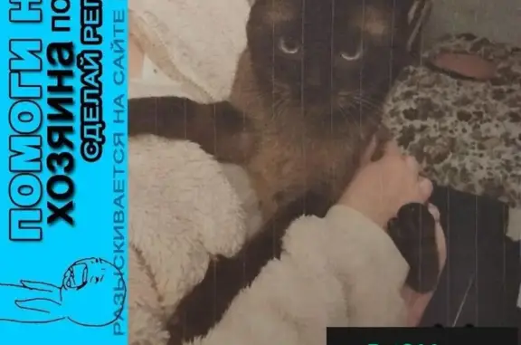Пропала Сиамская кошка в Москве