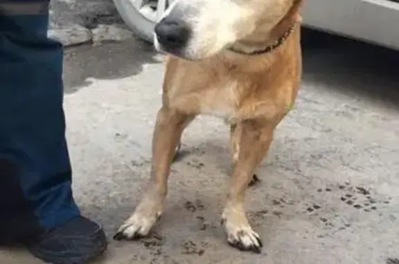 Найдена собака в Реутове/Москва ВАО
