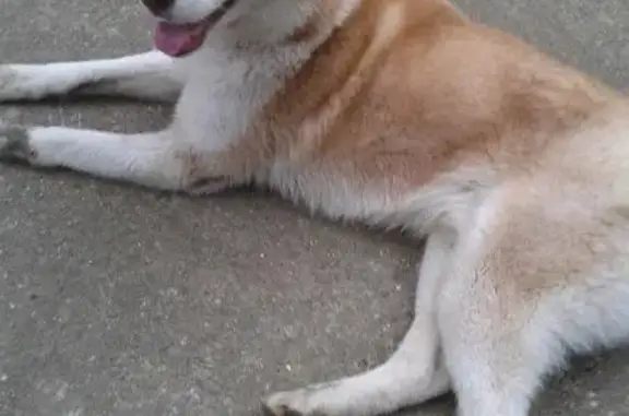 Найдена собака в Туапсе со следом от ошейника