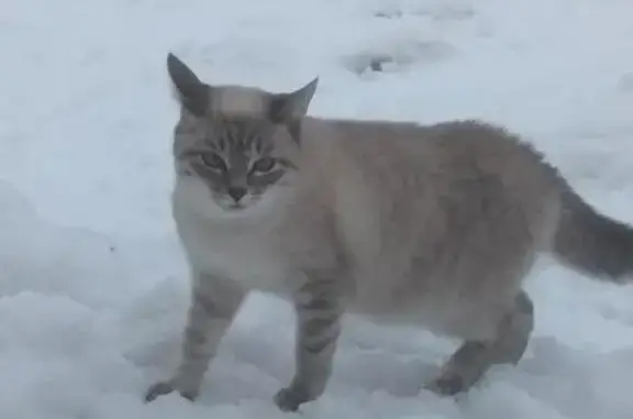 Пропала кошка в Казани, помогите