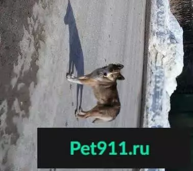 Найден коричневый пес (Екатеринбург)