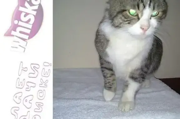 Найдена кошка на Шаумяна, контактная и стерилизованная