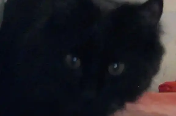 Пропала большая чёрная кошка в Копейске
