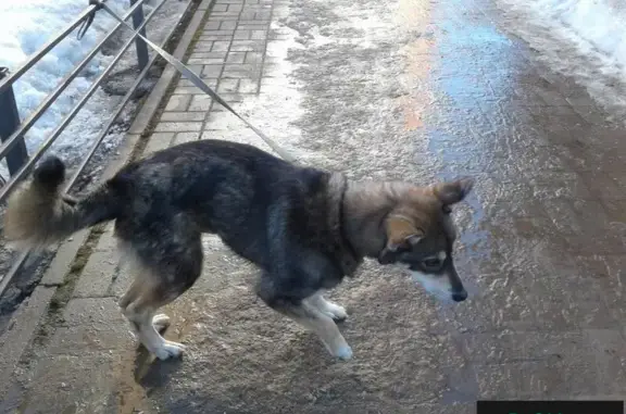 Найден пёс на улице Гоголя, на Первомайской. Просьба покормить и звонить