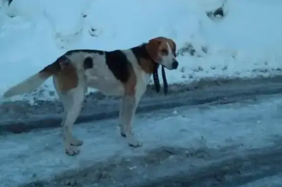 Собака без хозяина на ул. Шевченко, Мурманск.