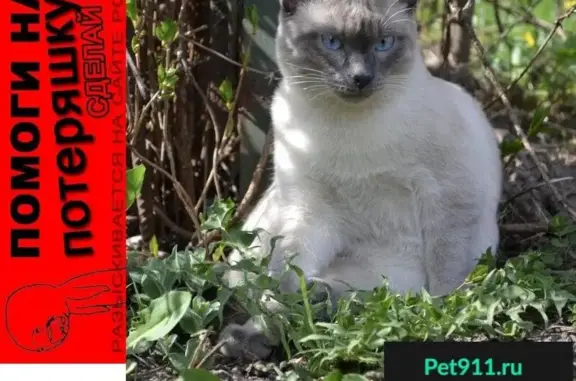 Пропала кошка в Южном Бутово, вознаграждение гарантировано!