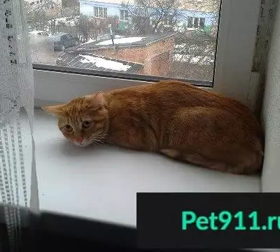 Найдена кошка на улице Лавочкина, Смоленск