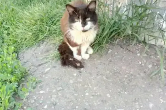 Пропал кот в лямбире в Саранске