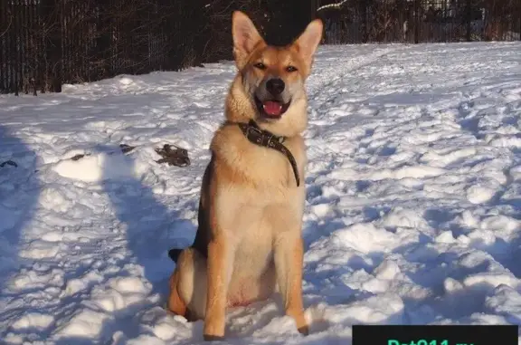 Найдена собака ЮТА в Екатеринбурге