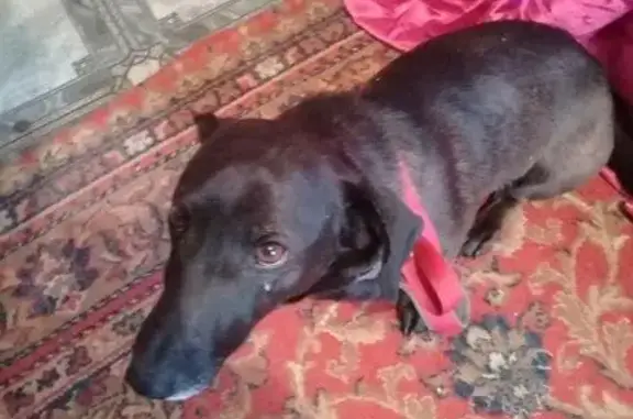 Собака найдена на Петра Алексеева в Якутске