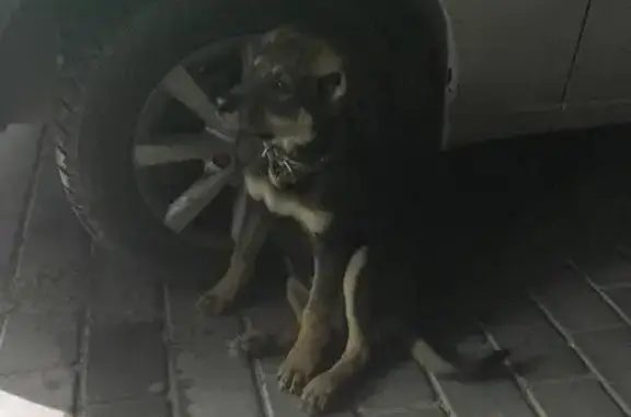 Найдена собака на Шевченко 27 в Севастополе