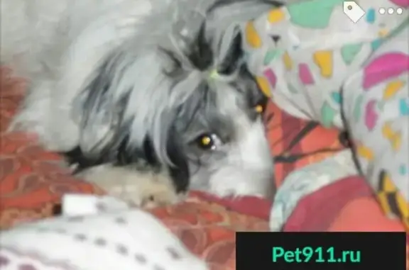 Пропала собака в Оренбурге на Гагарина 62