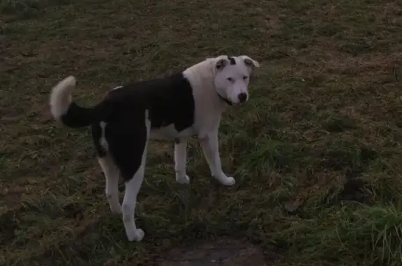 Пропала собака Тайсон в Апрелевке, помогите найти!