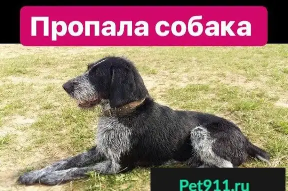 Пропала собака в д.Елизарово, Солнечногорский район, МО.