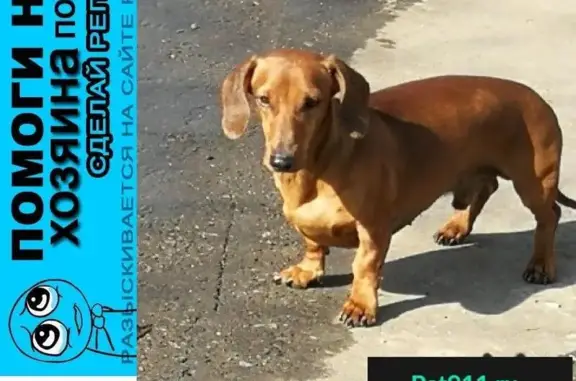 Пропала собака в Химках 05.04.2018