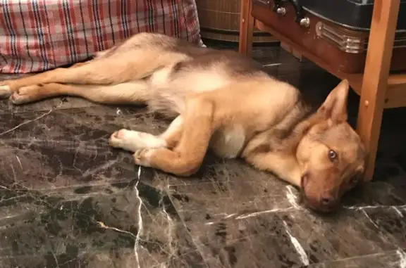 Пропала собака на 11-й Парковой улице в Москве