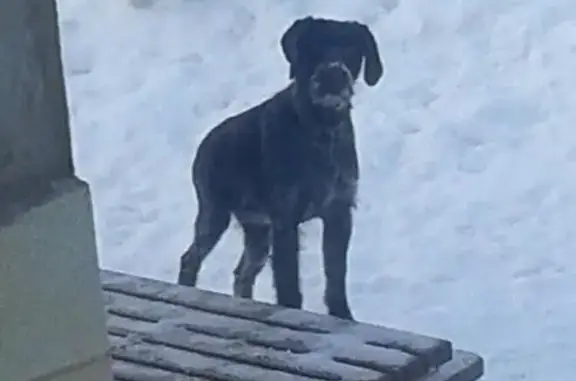 Пропала собака в Оренбургской обл., Орск, 7 мкрн коттеджный посёлок.