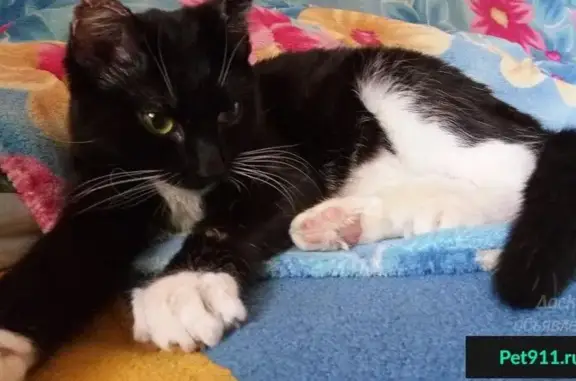 Найден кот по ул. 30 лет победы, окрас чёрно-белый