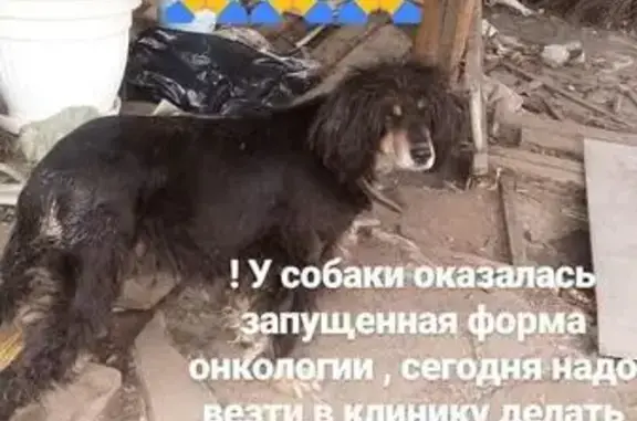 Найдена собака на ул. А.Киренского, нужна помощь!
