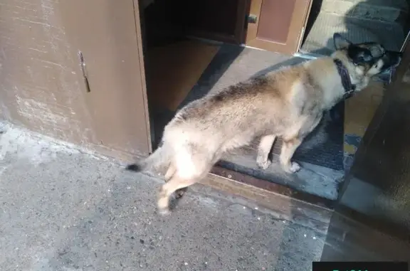 Найдена собака на улице Сантьяго-де-Кубо в СПб, ищет дом