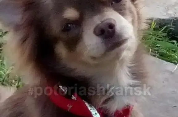 Пропала собака на улице Доватора