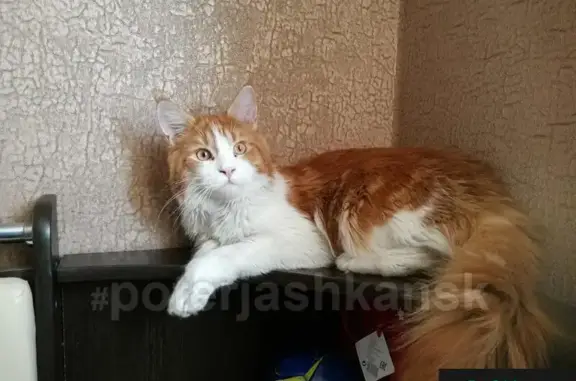 Пропала кошка на улице Васнецова, Дзержинский район.