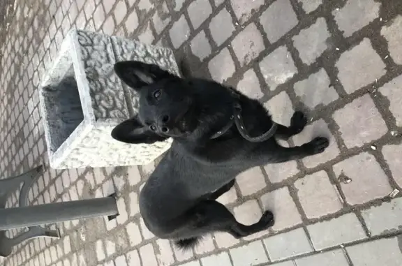 Собака-щенок найдена на ул. Воронежская, Санкт-Петербург