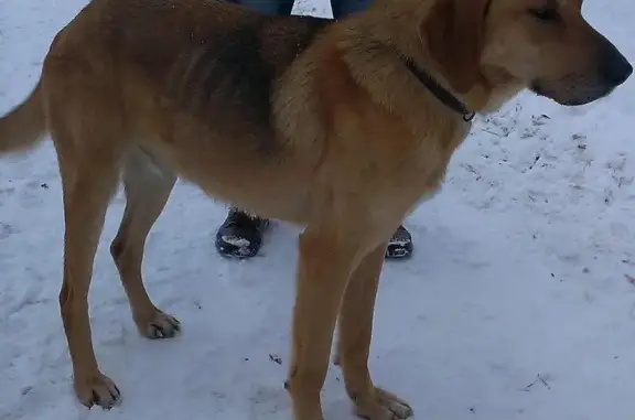 Пропала собака, найден кобель в Протвино