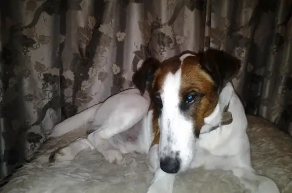 Собаки потеряшки, Екатеринбург, фото: Потеряшка собака на улице Металлургов, 16А