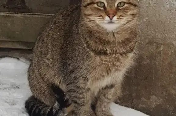 Найдена кошка в Домодедово, Москва