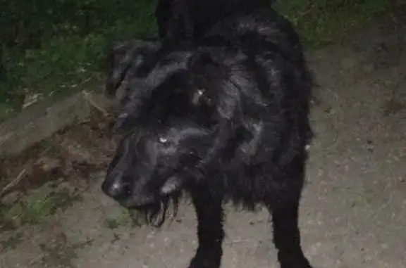 Найдена большая добрая собака в Пятигорске, нужен хозяин или приют
