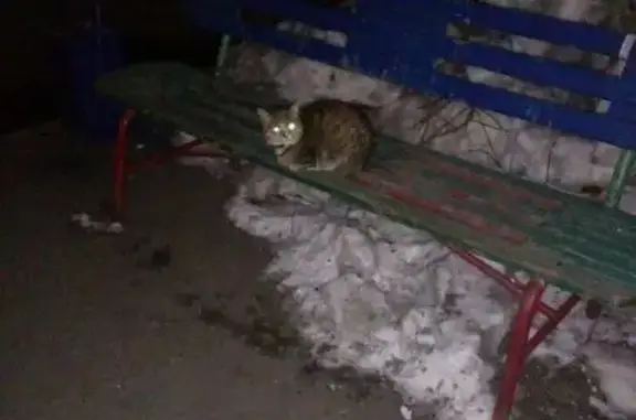 Найдена кошка на Юрия Смирнова 24