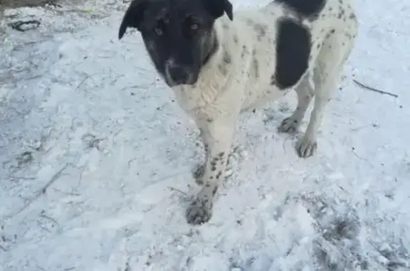 Пропала собака на территории клиники в Чите