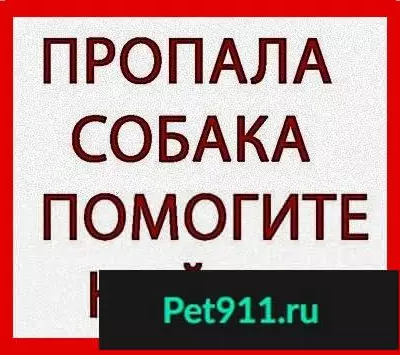 Пропала собака в Калуге, зовут Вита, ищем!