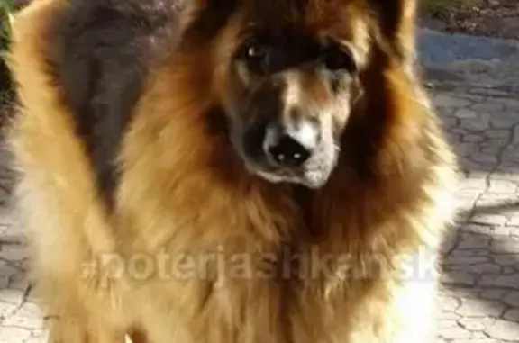 Пропала собака в Мочище 05.04.18, немецкая овчарка