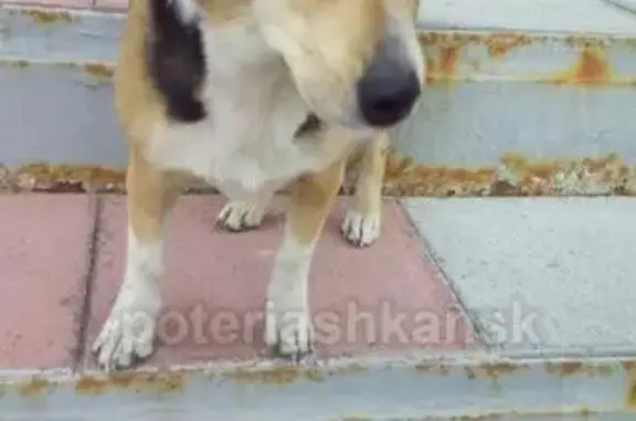 Найдена собака в Заельцовском районе