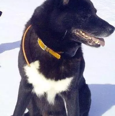 Пропала собака в Нефтекамске, Республика Башкортостан