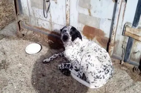 Найдена собака в ошейнике возле гаража в Красноярске