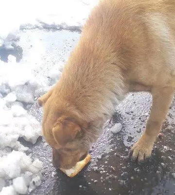 Найдена собака на Калмыкова в Магнитогорске