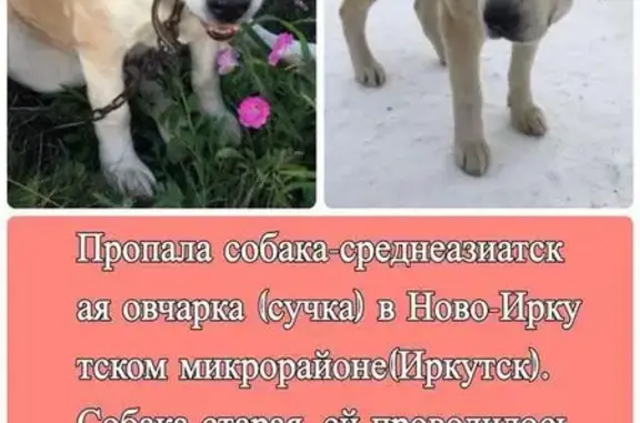 Пропала собака Буча в Иркутске
